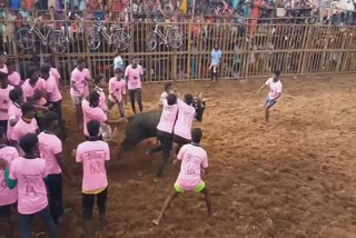 St. Anthony's Temple Jallikattu