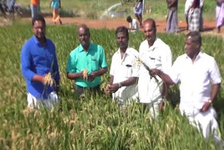 Mysterious Disease Attacking paddy crops