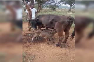 cow calving 2 calves in Kadampur hills