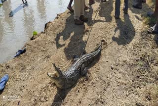 ಮೊಸಳೆ, crocodile