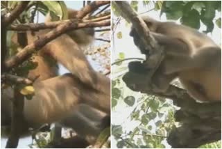 monkey-fever-panic-in-karwar-district