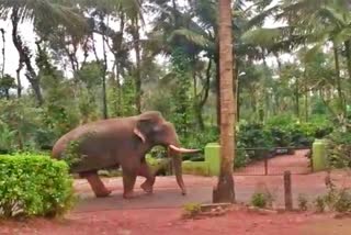 elephant attack on malnadu coffee plantation in chikmagalore