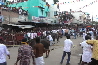 More than 5 thousand people enjoyed manju virattu, காரியமங்கலம் மஞ்சுவிரட்டு, kariyamangalam manju virattu