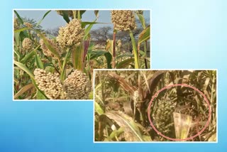 sorghum crop