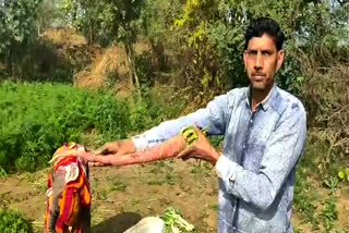 भरतपुर न्यूज, 2 फिट लंबी गाजर, किसान, bharatpur news, 2 fit long carrots, farmer