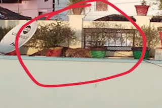 cheetah in shadnagar