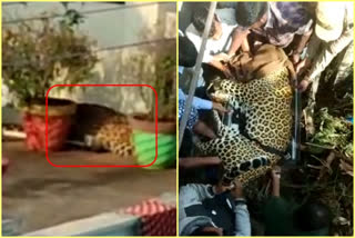 cheetah caught by forest officers -in-shadnagar in rangareddy district