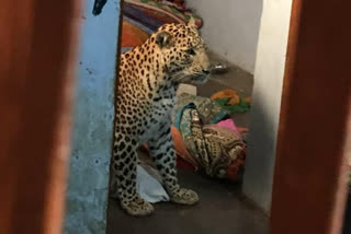 leopard enters a house in godhiyar village of kutch