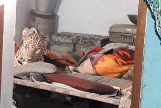 leopard enter, leopard enters a house, leopard enters a house in kutch, ಮನೆಗೆ ನುಗ್ಗಿದ ಚಿರತೆ, ಕಚ್​ನಲ್ಲಿ ಮನೆಗೆ ನುಗ್ಗಿದ ಚಿರತೆ, ಕಚ್​ನಲ್ಲಿ ಮನೆಗೆ ನುಗ್ಗಿದ ಚಿರತೆ ಸುದ್ದಿ, ಮೊಬೈಲ್​ನಲ್ಲಿ ಸೆರೆಯಾಯ್ತು ಚಿರತೆಯ ಚೆಲ್ಲಾಟ,