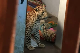 വീട്ടിനുള്ളിൽ പുള്ളിപ്പുലി  Leopard in house  കച്ച് ജില്ല  ഗുജറാത്ത്  kutch district  gujrat