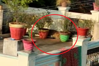 Telangana: Panic grips Shadnagar after leopard spotted on terrace