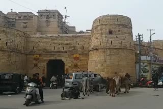 जैसलमेर न्यूज, jaisalmer latest news, Terror of stray animals,  आवारा पशुओं का आतंक, नगरपरिषद सभापति,  Municipal councilor