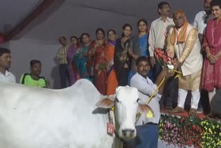 kharangana cattle exhibition wardha