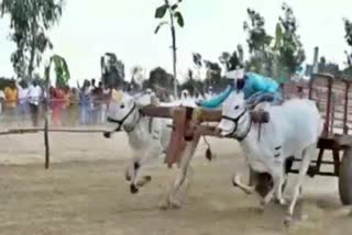 Bull cart competiotion in Beluru