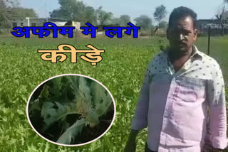 Insects planted in poppy crop in Mandsaur