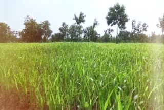 Impact of White Corn Cultivation on the Ottanscharam Area