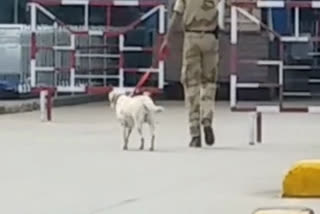 ಬಾಂಬ್​ ಇರೋದನ್ನು ಗುರುತಿಸಿದ ಜಾಕ್​ ನಾಯಿ , Dog detect the bomb at mangalore airport