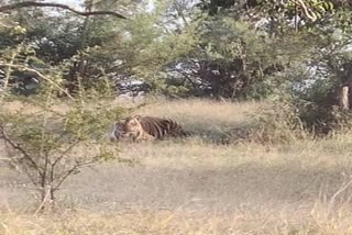 Tigers movement has increased in the Talamalai forest area erd