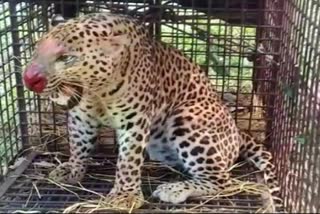 A leopard caught in a cage