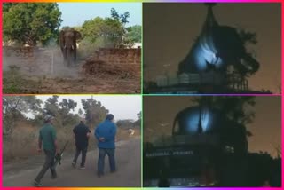 anugul-forest-department-trankulise-the-elephant