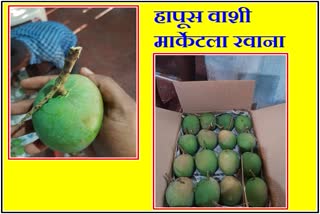 hapus-mango-was-sent-to-washi-market-from-ratnagiri-district