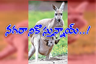 kangaroos are coming in the Hyderabad zoo park