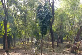 Son Chiraiya sanctuary in gwalior