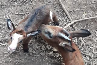 Himalayan serow birth at Assam State Zoo