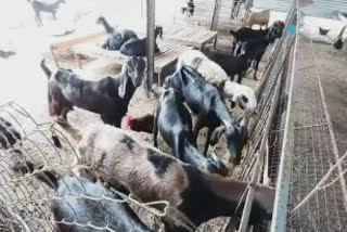 Theft of goats because of mutton rates increased sangli