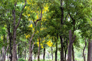 Noida: Now geo tagging will be kept 'care of health' of trees