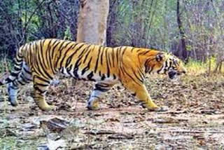 Tiger reached Kanker district forest department on alert