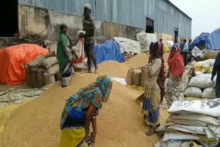 the-date-of-paddy-purchase-has-been-extended-on-the-demand-of-farmers-in-mandla