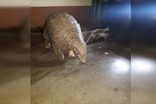 Pangolin rescued