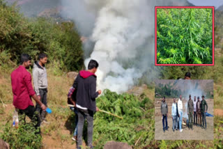 cannabis-plantations-destroyed-in-visakhapatnam