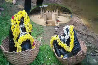 rejuvenation of Naga idol in Padumale