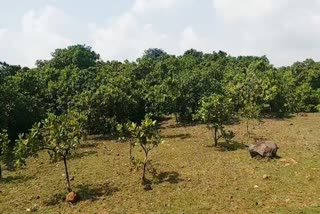 Cashew farming in Jamtara, Jamtara district administration, processing plant, जामताड़ा में काजू की खेती, जामताड़ा जिला प्रशासन, प्रोसेसिंग प्लांट