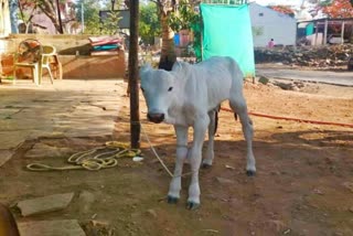 unnatural sex with cow's calf in nanded district of maharashtra