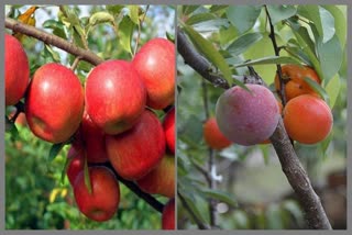 Increased prices of kernel fruit plants