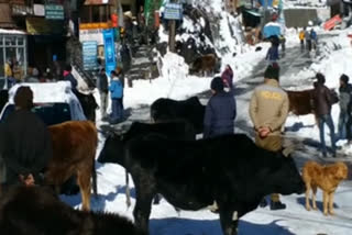 Animals roaming on road Reckongpeo