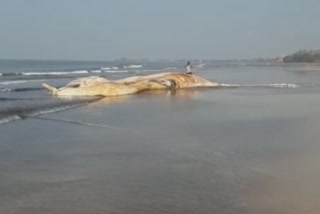 Blue whale murud beach ratnagiri