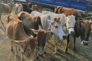 Cow seize in Bilahipara