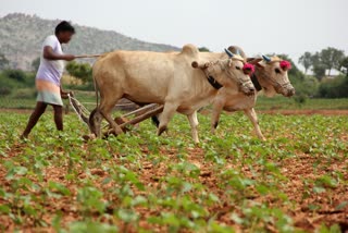 ಸಾಲ ಮರುಪಾವತಿ ಆದೇಶ ವಾಪಸ್​ ಪಡೆದ ಸರ್ಕಾರ  Sweet news for farmers who have taken loans,