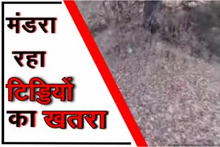 locust attack in hanumangarh, टिड्डियों का खतरा, हनुमानगढ़ में टिड्डियों का हमला