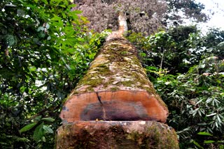 Illegal log business in dihing patkai wild life century