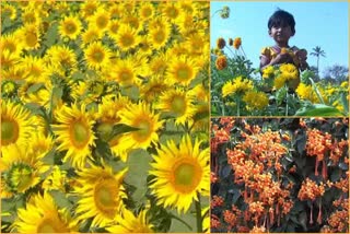 Haveri beauty enhanced sunflower crop