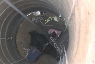 Rescue team trying to get the bull out of the well