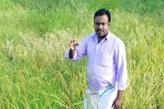 A Nagapattinam family breaks records by retrieving 1030 traditional paddy varieties