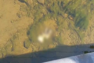 fetus found in canal, भीलवाड़ा न्यूज