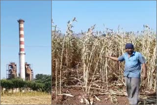 Factory dust made a problem for white corn in ballary !