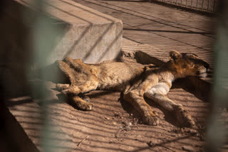 Starving lions in Sudan  Sudan lions  Al-Qurashi Park  Zuhair al-Sarag  ആഗോള ശ്രദ്ധ നേടി സുഡാനിലെ പട്ടിണി സിംഹങ്ങൾ